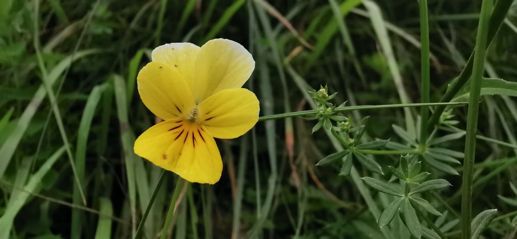 viola gialla